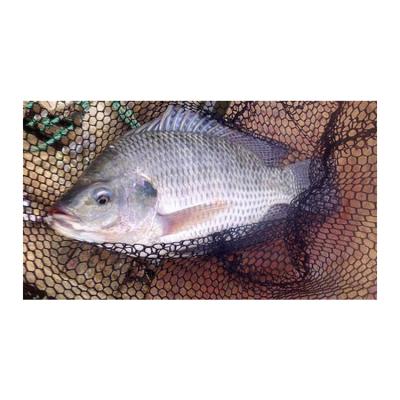 China Factory Wholesale Whole Seafood Frozen Black Tilapia Tilapia Factory Directly for sale