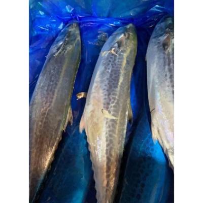 China NATURE Fish Frozen Whole Dark Horizontal Stripes Spanish Mackerel for sale