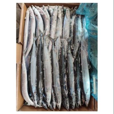 China NATURE Body Silver Gray Fresh Frozen Seafood Spanish Mackerel Fish Hardtail for sale