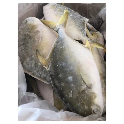 China NATURE Hot Selling Whole Around Frozen Golden Pomfret Fish for sale