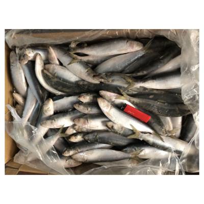 China Wholesale NATURE Wild Aquatic Products Frozen Pacific Sardines Whole Fish for sale