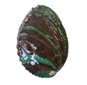 China USA Factory Beach Abalone Craft Natural Polished Shells Various Sizes Cheap Natural Chinese Abalone Shells Wholesale On Sale for sale