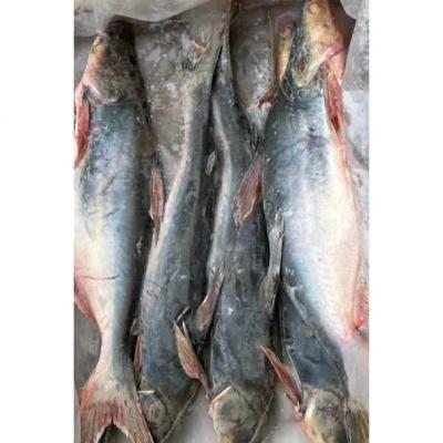 China NATURE Producer Supply Fresh Frozen BQF Wholesale Whole Round Basa Fish Pangasius Pangasius for sale