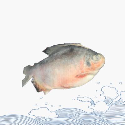 China Wholesale Organic Fresh Frozen Blush Red Pacu Fish IQF Red Damselfish for sale