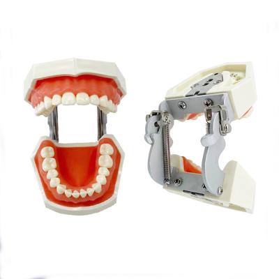 China Detailed Anatomy Structures 28/32pcs Teeth Care Model For Teaching Human Teeth Model Medical Teaching Model With Removable Teeth for sale