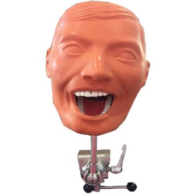 China TJIRIS Dental School Simulator Dental Prices Mannequins Dental Bench Mounted Phantom Head Model For Dental Schools for sale