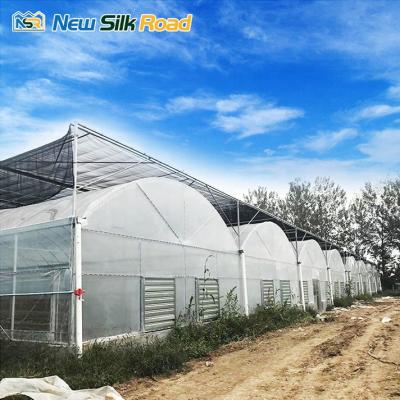 China Chinese Economic Plastic PE NSR Greenhouse Greenhouse Greenhouse Plant Tunnel for sale