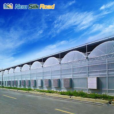 China Cheap Economic Plastic PE NSR Greenhouse Greenhouse Greenhouse Plant Tunnel for sale