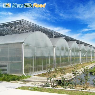 China Economic Plastic PE NSR Greenhouse Tunnel Vegetable Greenhouse for sale