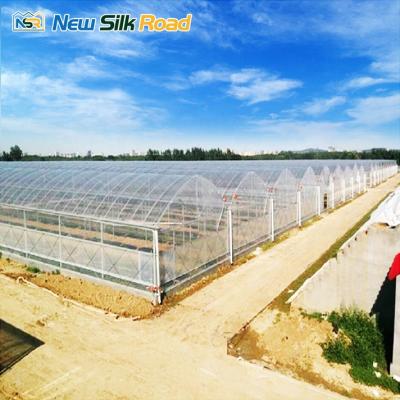 China PE NSR Greenhouse Multi Span Economic Plastic Agriculture Green House for sale