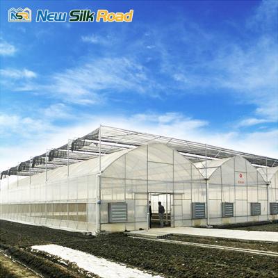 China Economic Plastic PE NSR Greenhouse Low Cost Agriculture Green House for sale