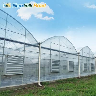 China Economic PE NSR Greenhouse Plastic Vegetable Gothic Greenhouse for sale