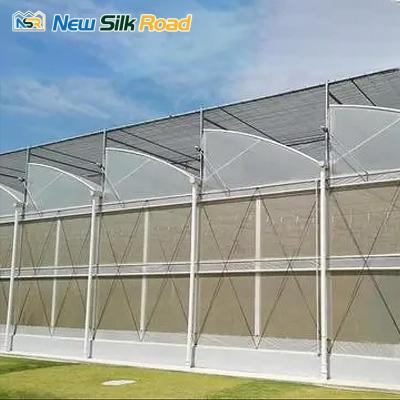 China NSR Greenhouse Economical Multi-span Agricultural Plantation Agricultural Caribbean Greenhouse for sale