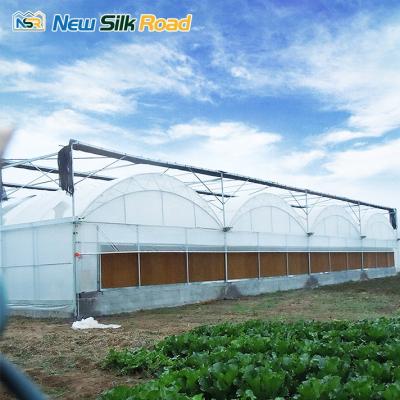 China Economical NSR Greenhouse ETFE Plastic Sheet Double Arch Agricultural Planting Greenhouse For Sale for sale