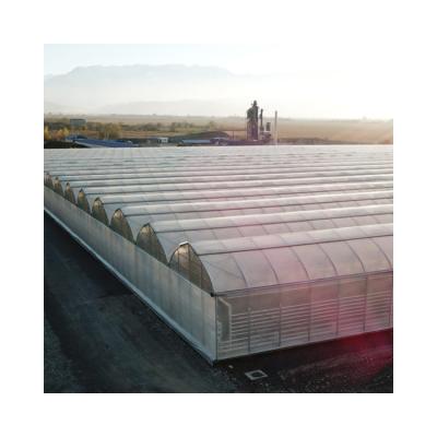 China Commercial Plastic Sheet Agricultures Multi-span Plastic Sheet Greenhouses With Hot Dip Galvanized Steel Pipe for sale