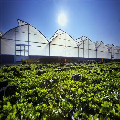 China Cheap Tomato Hydroponics PE Film Greenhouses Low Cost Plastic Sheet/Polycarbonate Sheet/Tempered Glass For Sale for sale