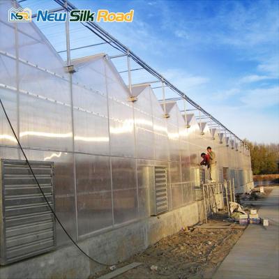 China Vegetable Fruit Flowers NSR Greenhouse Venlo Type Polycarbonate Greenhouse Agricultural Price For Sale for sale