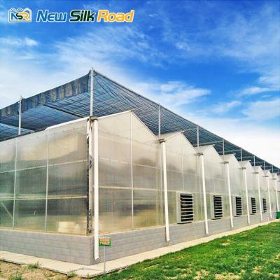 China Agriculture NSR Greenhouse Factory Direct Sales Economical Policarbonato Multi-span Estufa for sale