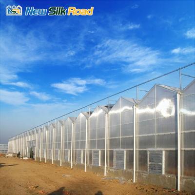 China Economical multi-span agriculture NSR greenhouse factory direct sales agricultural policarbonato invernadero for sale