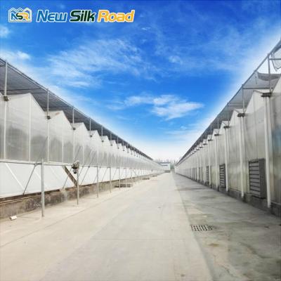 China Agriculture NSR Greenhouse Factory Direct Sales Economic Multi-span Polikarbonatli Agricultural Issiqxona for sale