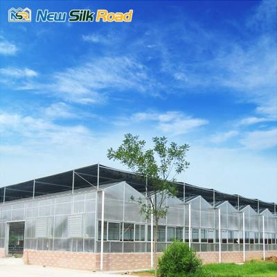 China Economic Agriculture NSR Greenhouse Multi-span Polycarbonate Agricultural Greenhouse for sale