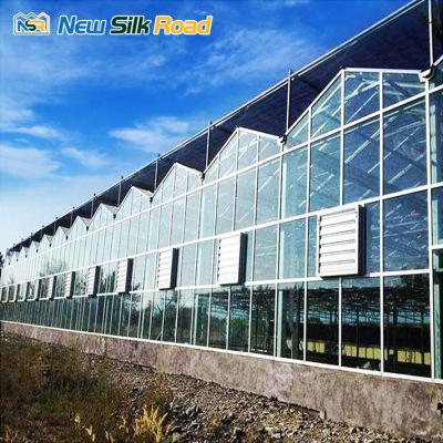 China Vegetable / Flower Planting Cheap NSR Greenhouse Economical Multi-span Agricultural Glass Greenhouse for sale