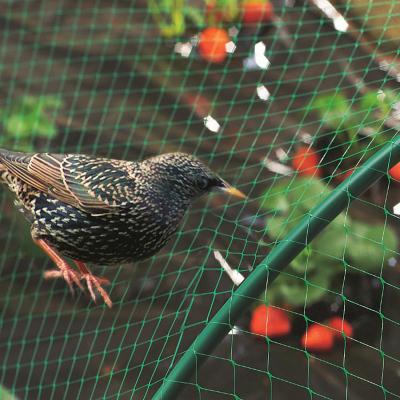 China HDPE Agricultural Mesh Anti Bird Net Fruit Tree Protection Netting for sale