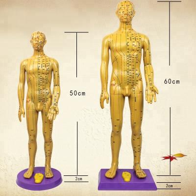 China Detailed anatomy structures chinese acupuncture model famale body for meridian and extraordinary points for sale