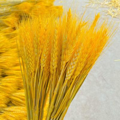 China Contact DREA Natural Dried Flowers Wholesaler Dried Flowers Preserved Natural Dried Wheat Sheaves 100 Stems for sale