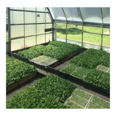 China Waterproof Transparent Brazil Tarpaulin Greenhouse High Tensil Strength Film For Tobacco Planting Greenhouse for sale