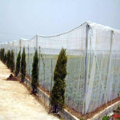 China Plant Protection Vegetable Nursery Agricultural Greenhouse White Insect Net for sale