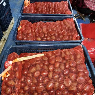 China Fresh Organic Chinese Fresh Chestnuts On Sale With Cheap Price for sale