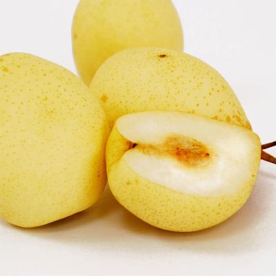 China New Cultivation Chinese Fresh Ya Pear First Yellow Ya Pear For Sale for sale