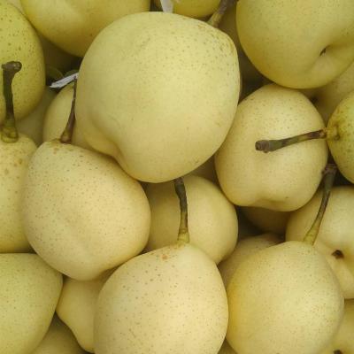 China Fresh fruit top rated supplier fresh pears fruit sweet ya pear for sale