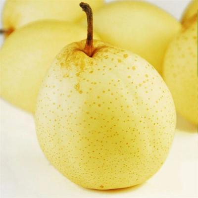 China 2020 China Selling Fresh Whole Fresh Crown Pear Sweet Golden Pears for sale