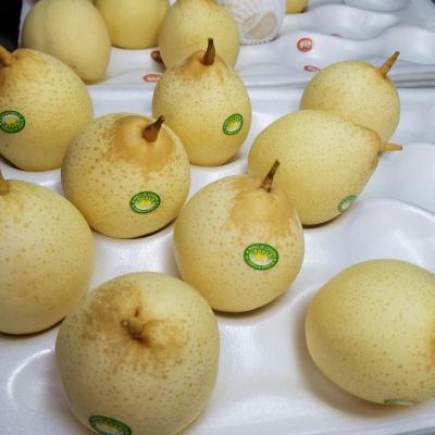 China fresh fruit export china fresh product for sale ya fresh pear crown golden pear for sale