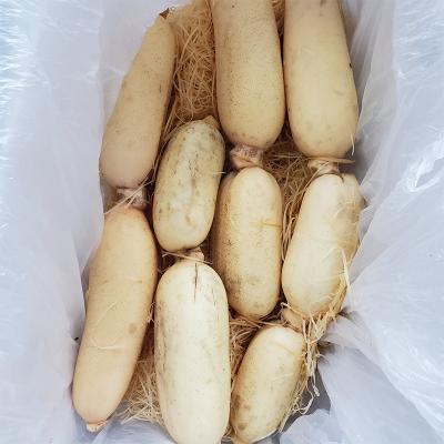 China China fresh vegetable lotus root supplier for sales for sale