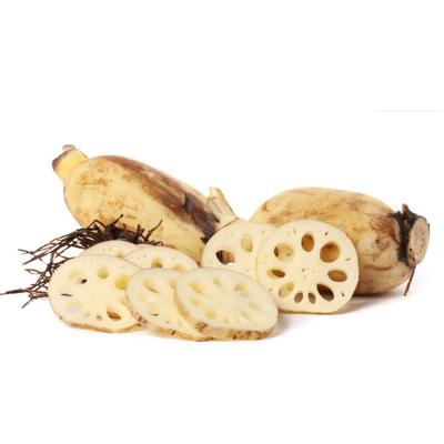 China Chinese Fresh Vegetable Supplier Wholesale Lotus Root for sale