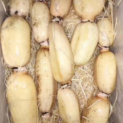 China China Factory Supply 100% Lotus Root Fresh Natural Vegetables for sale