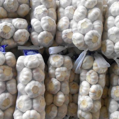 China Wholesale fresh garlic china fresh normal white garlic price from pakistan vietnam supplier for sale