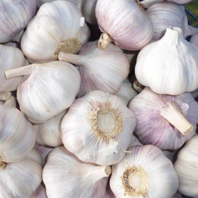 China Chinese Fresh Bulk White Garlic Low Price Natural Garlic Suppliers for sale