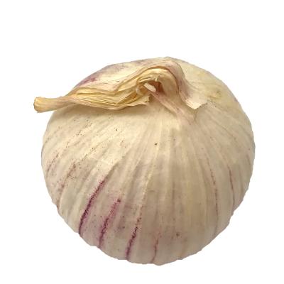 China wholesale new fresh purple garlic pearl purple soloe for sale