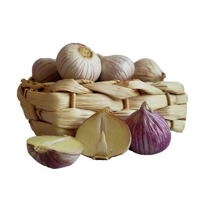 China Fresh Chinese Natural Single Clove Garlic for sale