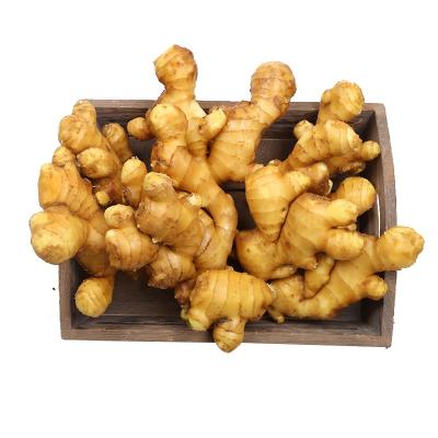 China Crop 2020 Fresh Ginger Roots For Sale Fresh Ginger for sale