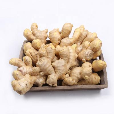 China High Quality Fresh Ginger Ginger Air Dry Export To Canada for sale