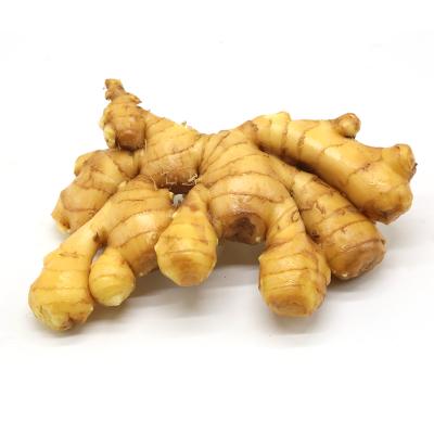 China 150g 200g Fresh Ginger Storytelling Ginger Fresh Vegetable Garlic Fresh Ginger for sale