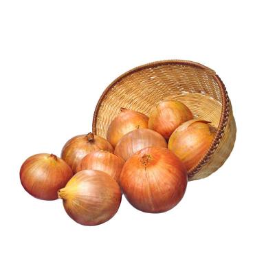 China Export Fresh Quality Best Price Fresh Onions In 3 Kg 5 Kg Mesh Bag Packing for sale