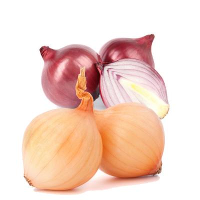 China Fresh Fresh Turkey 50mm Size Red Onion Red Turkish Onions for sale