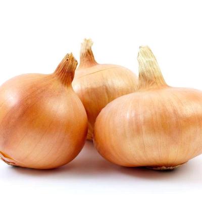 China Fresh Onion Red Onion Fresh Golden Onion With Best Price High Quality for sale