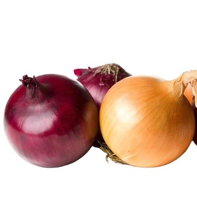 China Fresh high quality red onion indian onion bags at export price for sale